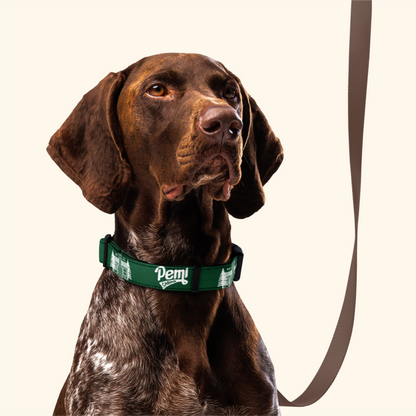 Dog Collar